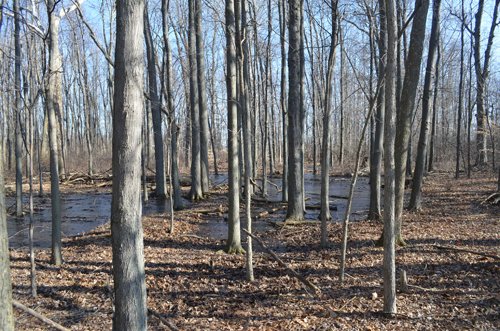 Property photo 2 - East Allen County - 55 Acre Land Auction